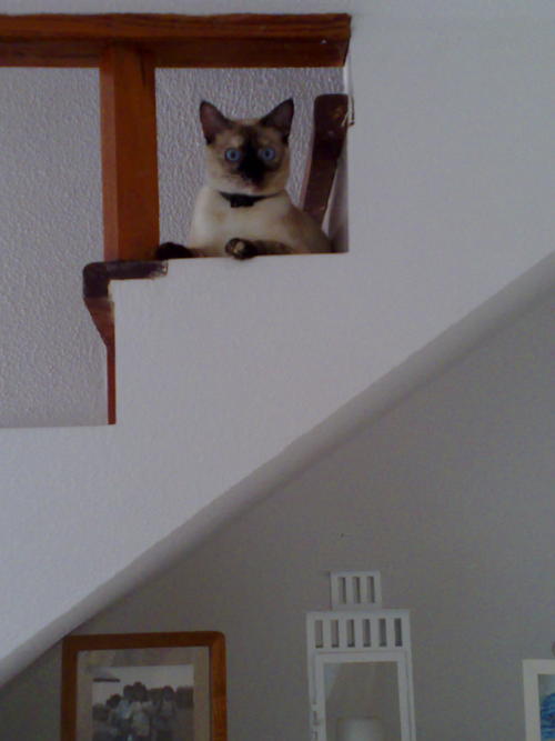 mi gata silver